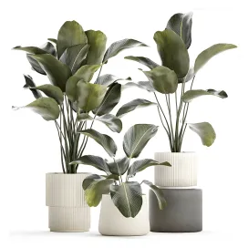 Exotic bush plants in a flower pot